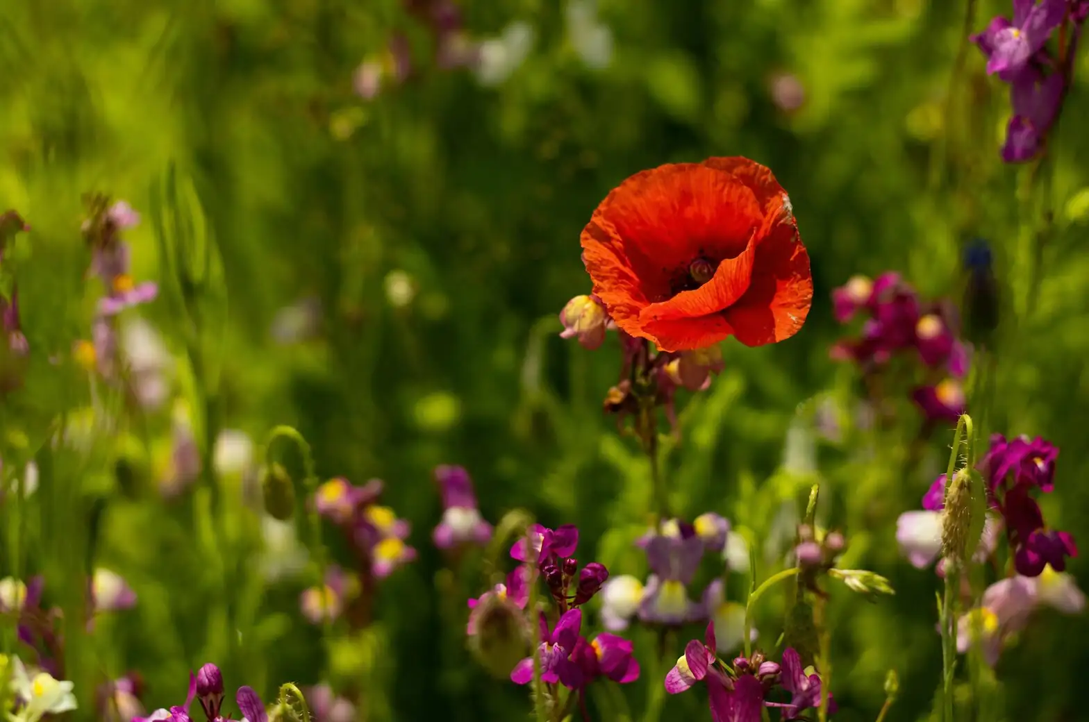 Cool-Season Color Recipes: Pairing Windflowers with Bulbs and Rock-Garden Stars
