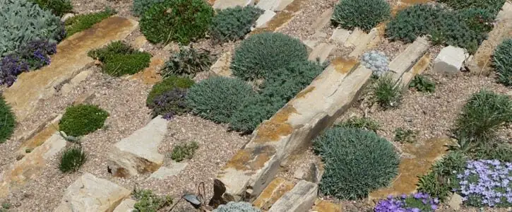 anemone coronaria rock crevice gravel