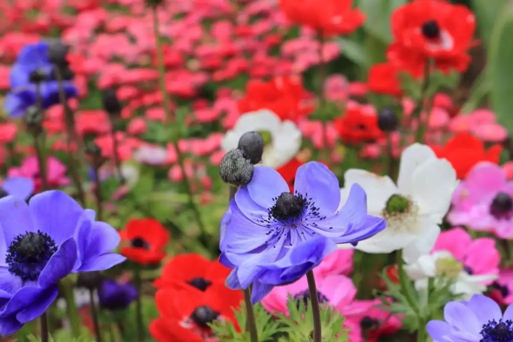 Heat, Humidity, and the Pause Button: Climate-Smart Tactics for Growing Anemone coronaria