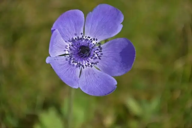 anemone coronaria tubers close-up