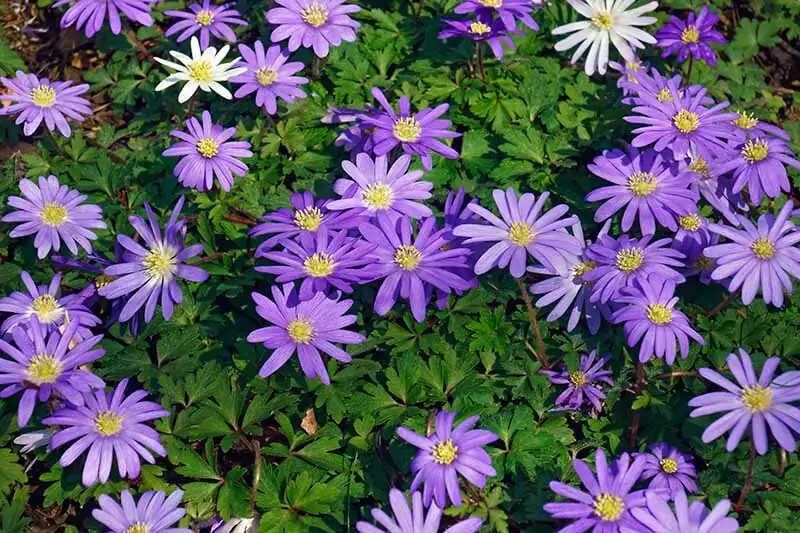 anemone coronaria shade cloth garden