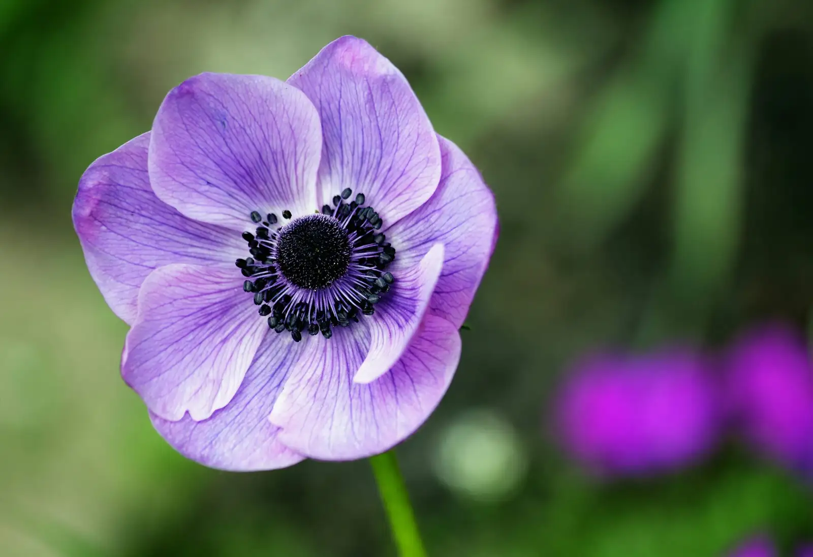 anemone coronaria pots on caddies