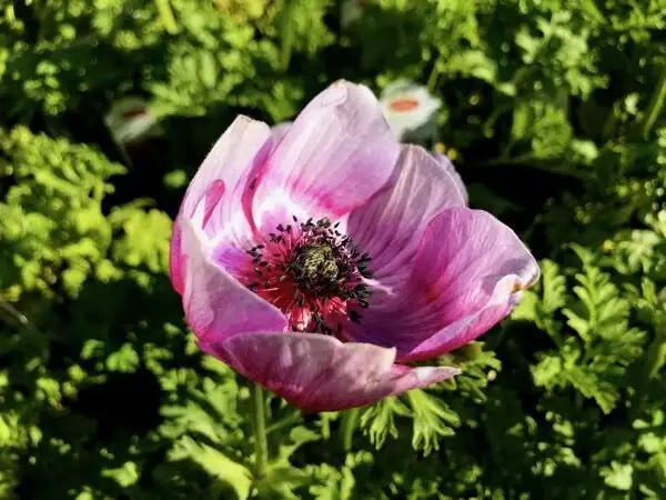 anemone coronaria watering soil level
