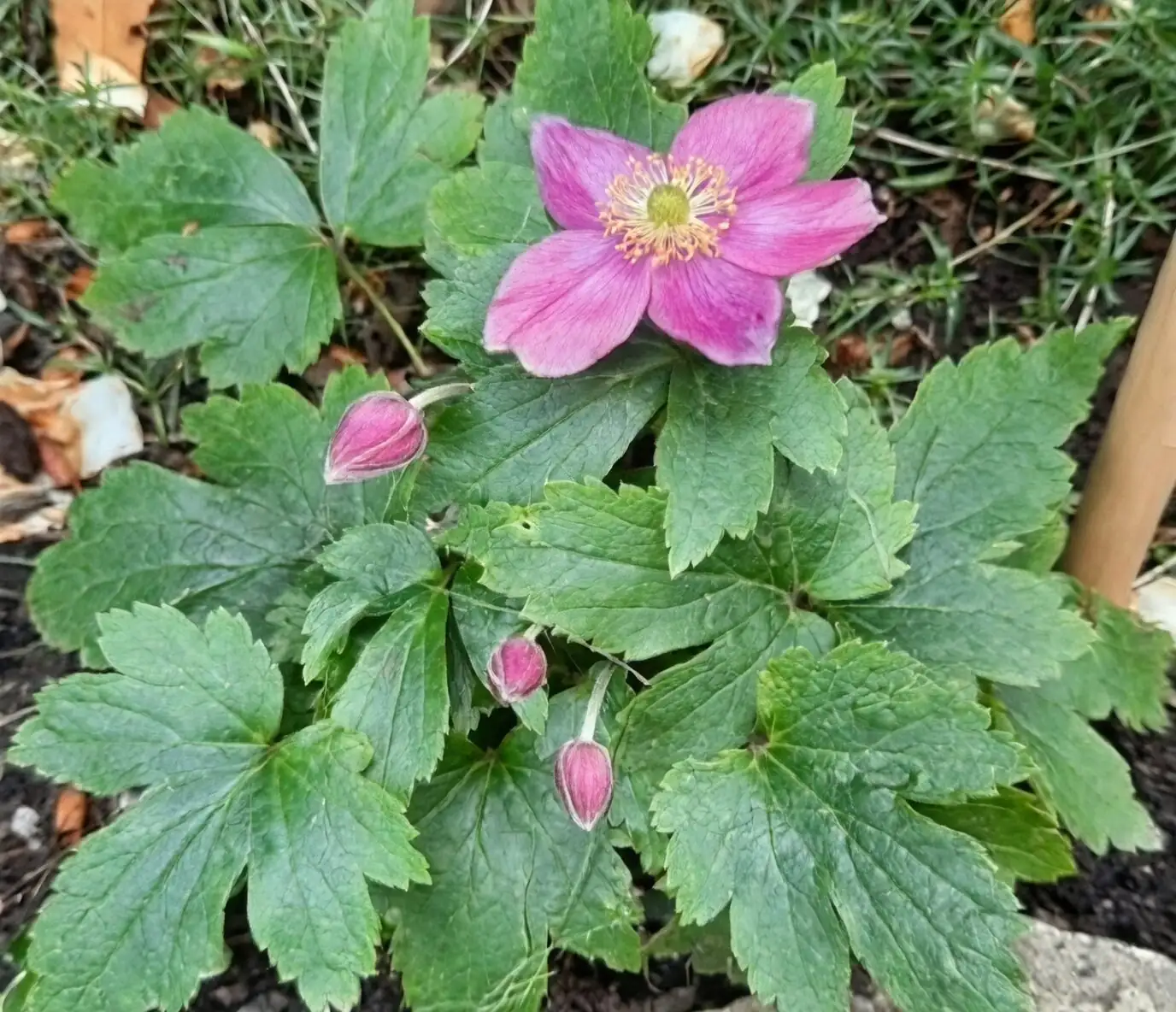 anemone coronaria harvest morning cut