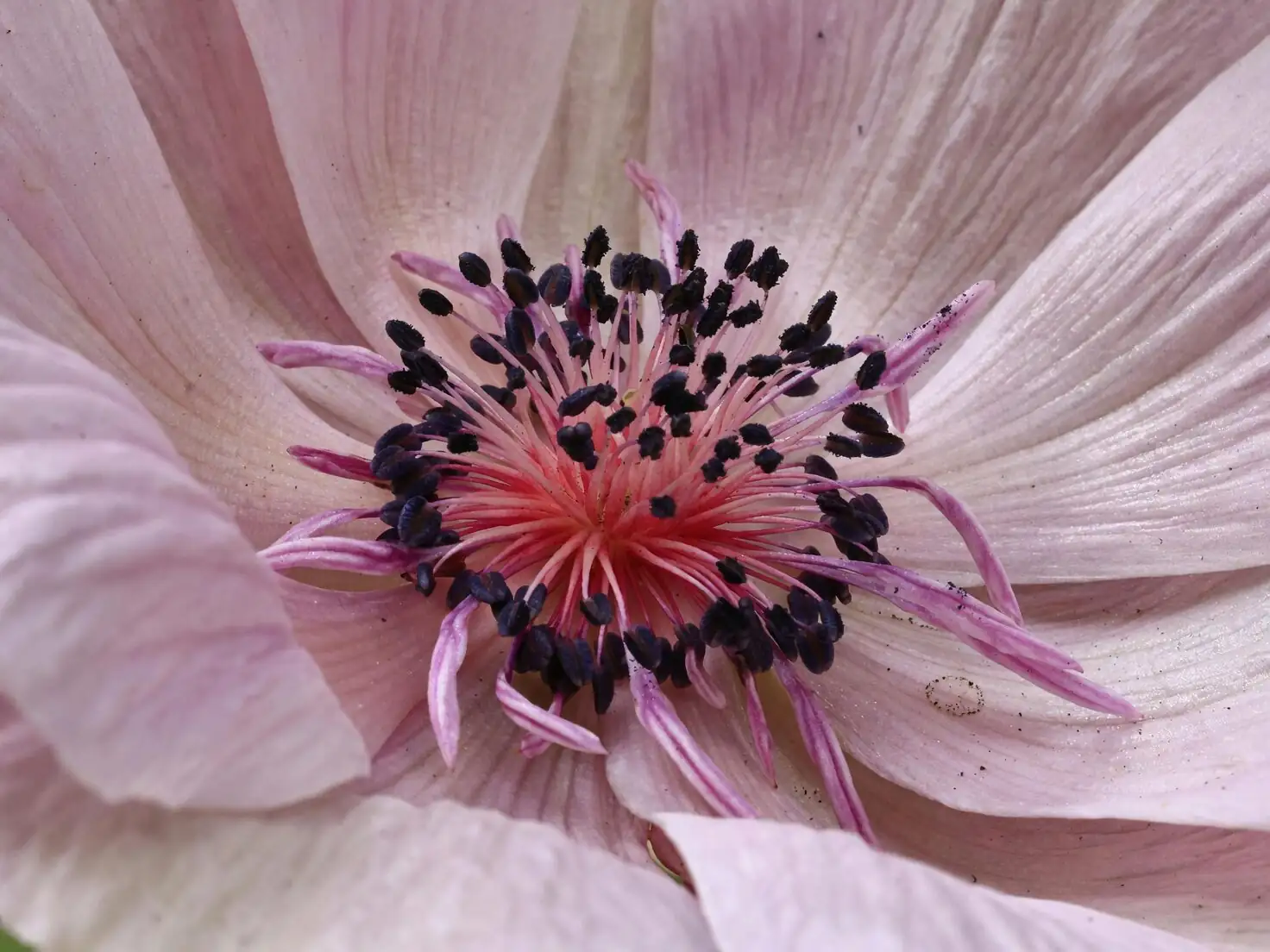 anemone coronaria conditioning in buckets