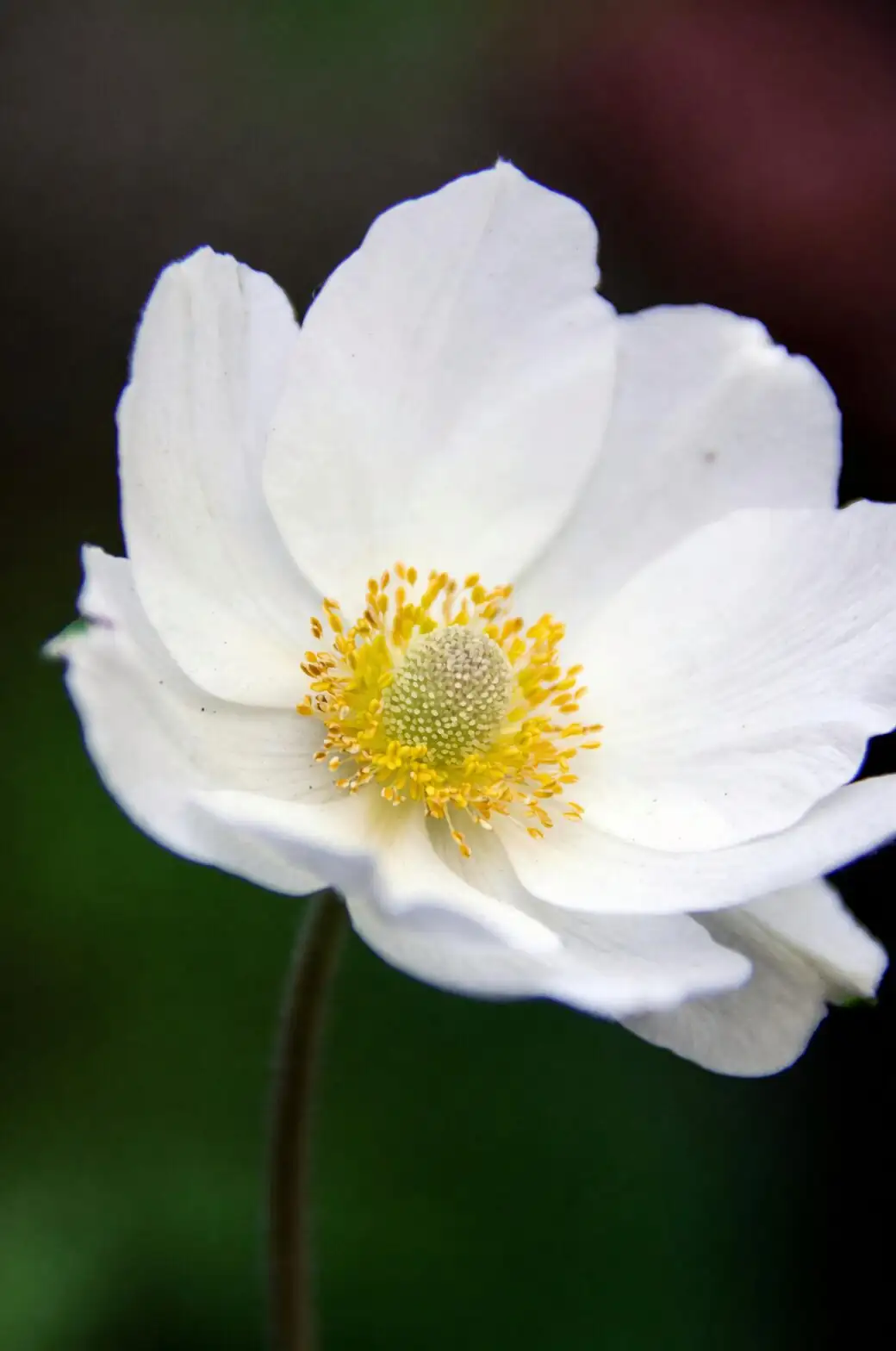 anemone aphids on stems macro