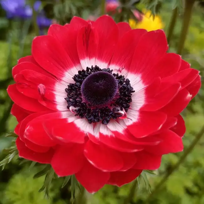 Tubers, Seeds, or Potted Stars? How to Choose the Best Poppy Anemones This Season