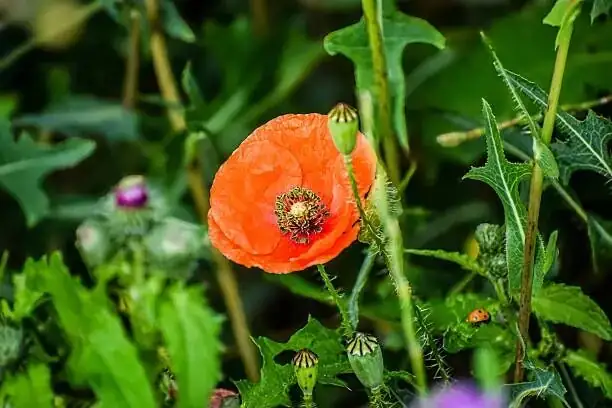 poppy anemone compact potted buds