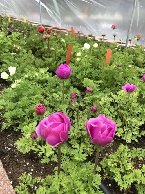 poppy anemone tubers planting hands