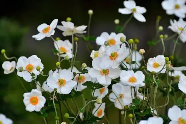 poppy anemone seeds sowing tray