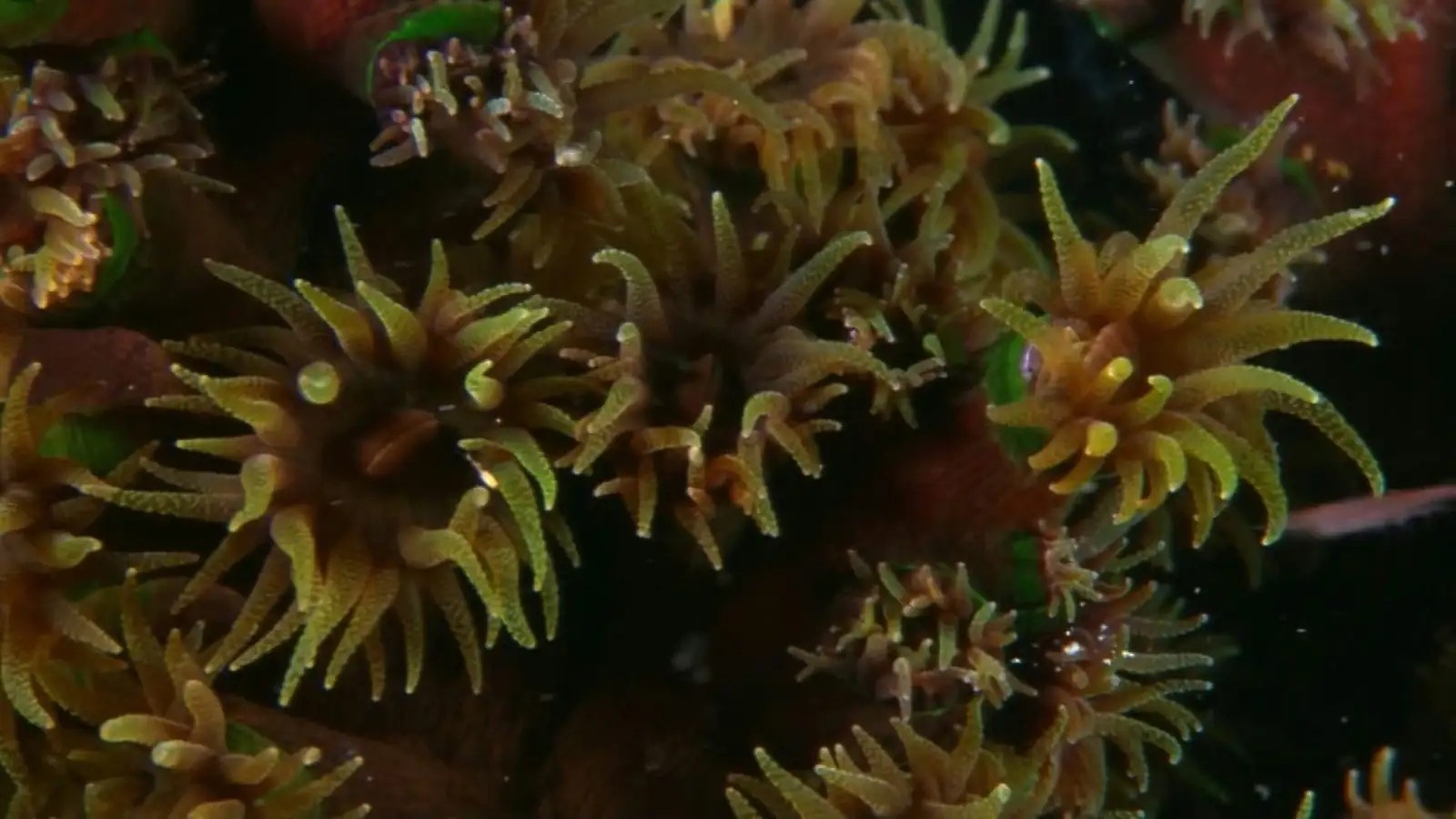 poppy anemone aphids close-up