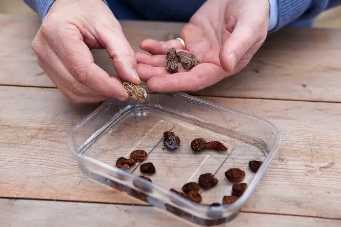 poppy anemone tubers soaking bowl