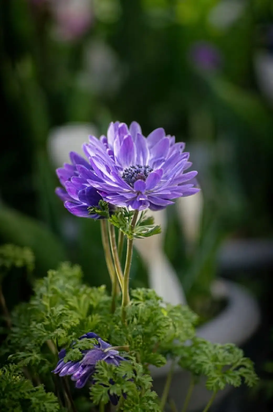 poppy anemone buds close-up