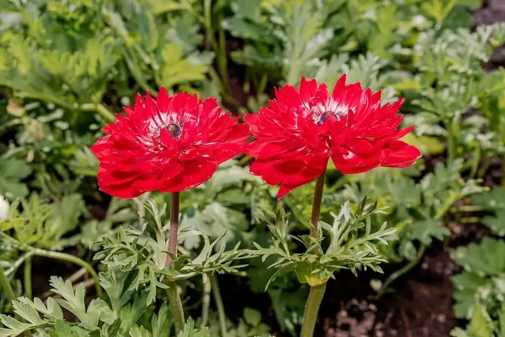 poppy anemone lifting tubers