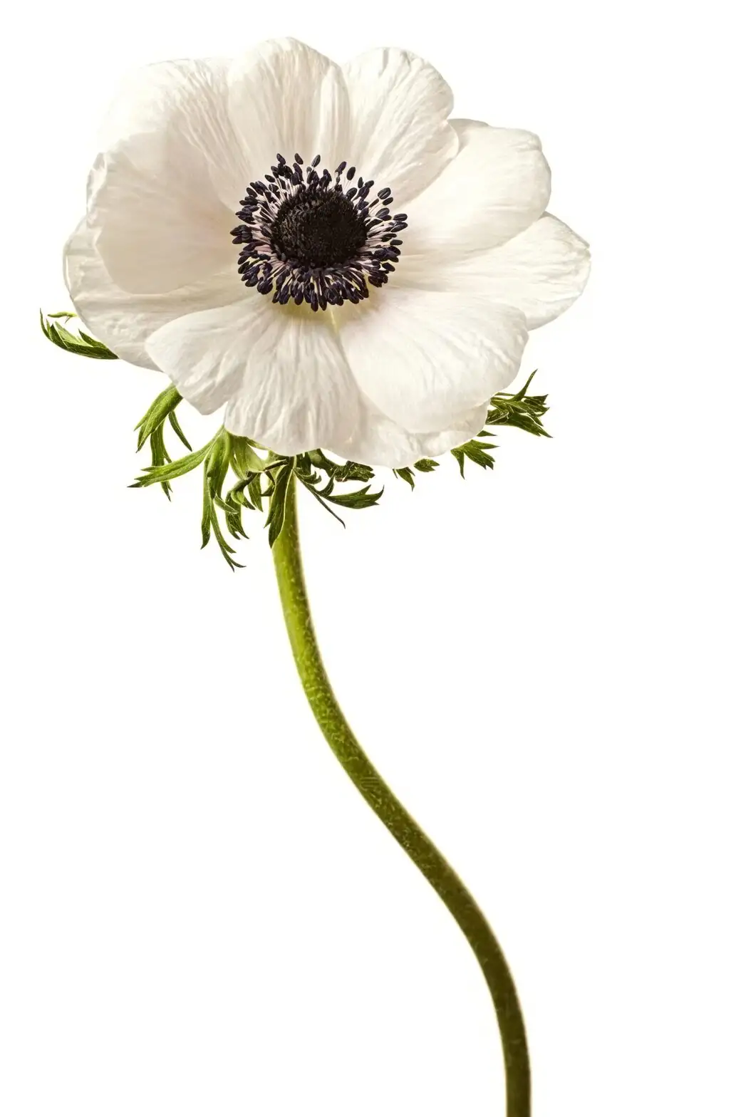anemone coronaria black center white flower