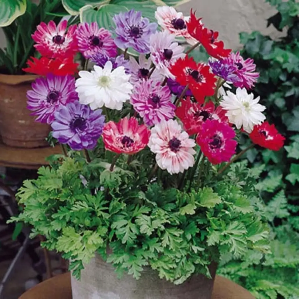 anemone coronaria de caen st brigid