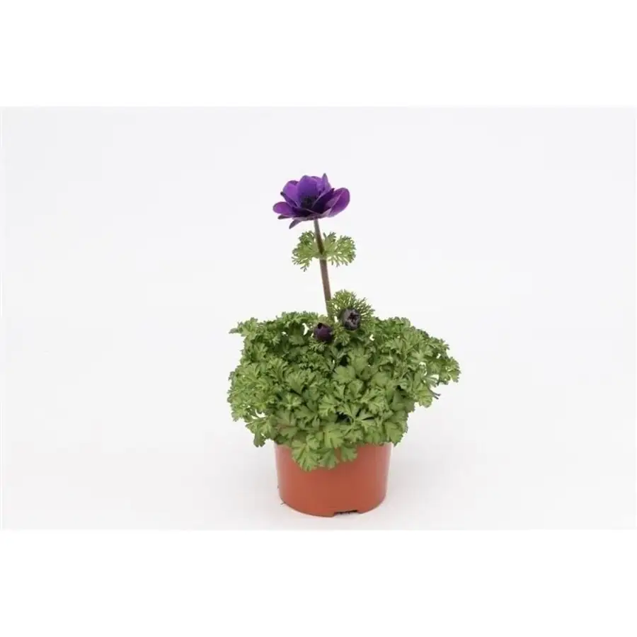 anemone coronaria pot drainage layers
