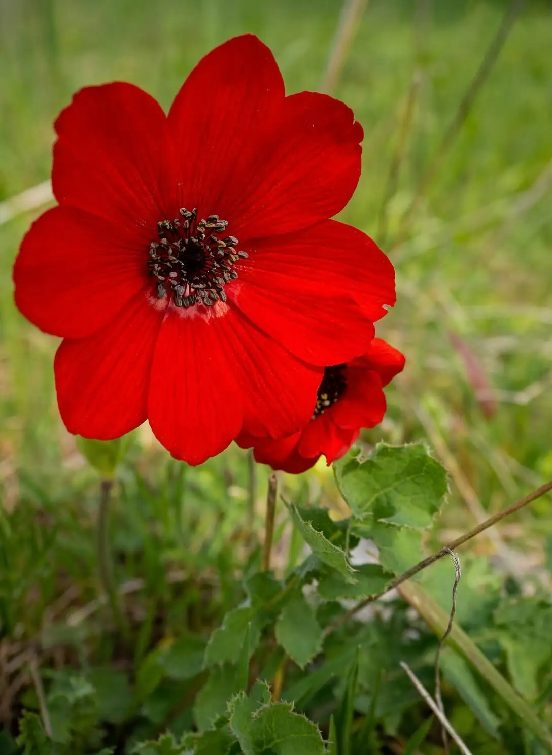 anemone coronaria tubers planting depth