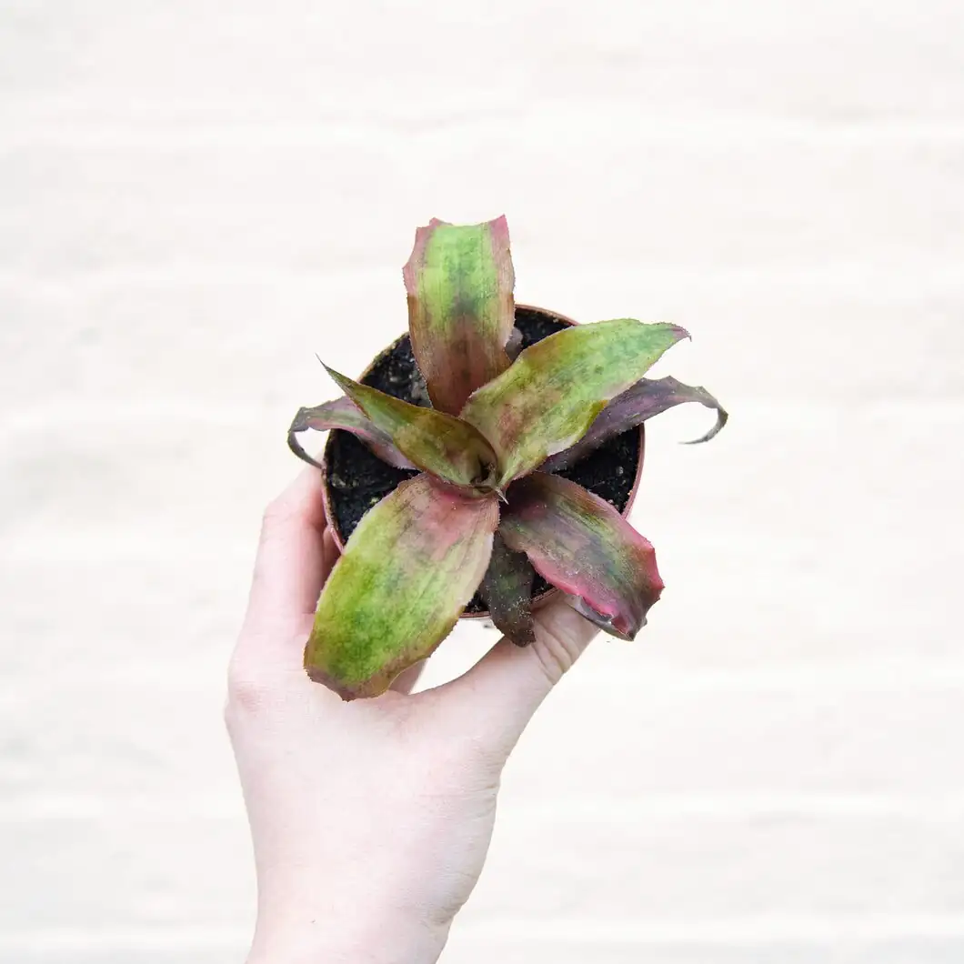 Glow Like a Star: The Bright-Light + Soft-Water Playbook for Earth Star Color