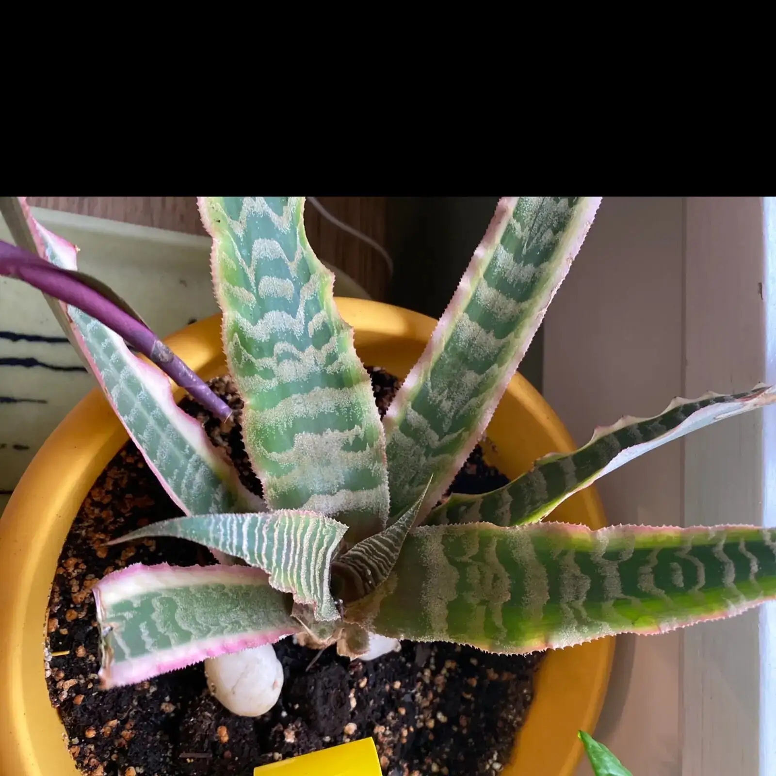 earth star watering at soil