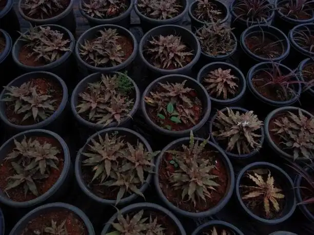 cryptanthus repotting airy mix