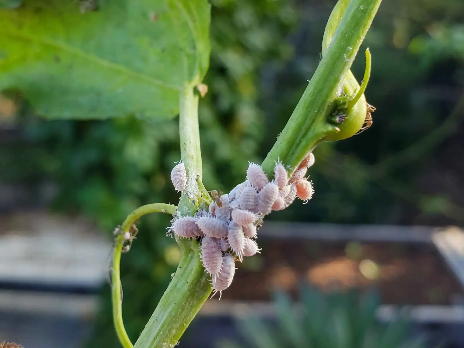 cryptanthus mealybugs insecticidal soap spray
