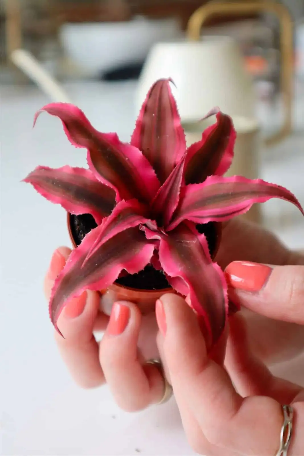 From Brazil’s Atlantic Forest Floor to Your Desk: The Terrestrial Bromeliad That Broke the Rules