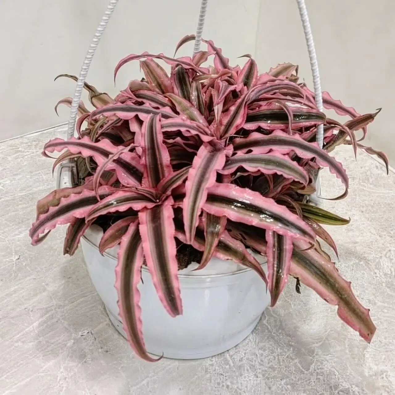 cryptanthus cultivars striped foliage collection