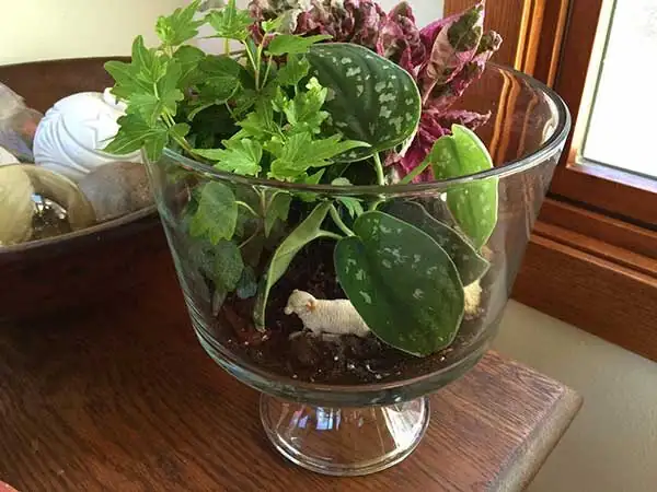 cryptanthus bivittatus terrarium dish garden