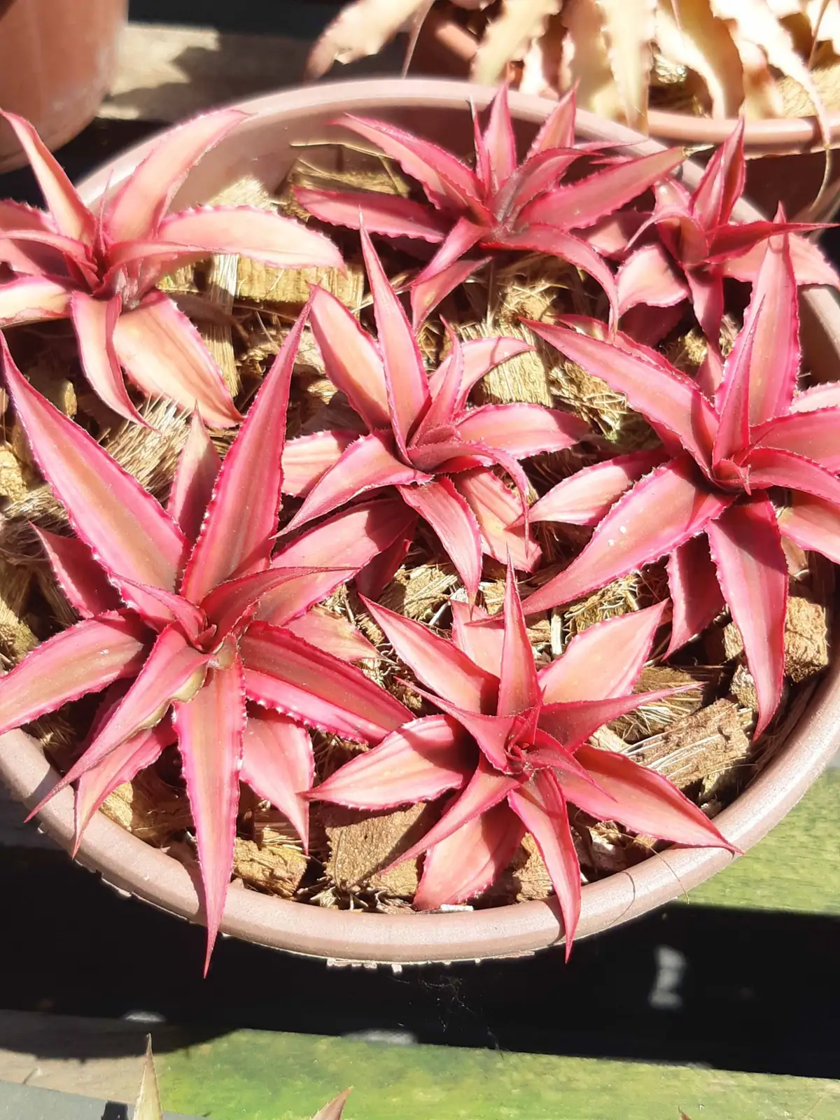 cryptanthus bivittatus pups offsets roots