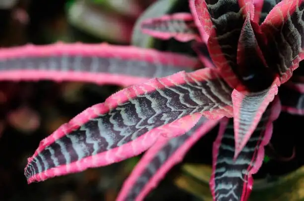 cryptanthus red pink foliage close-up