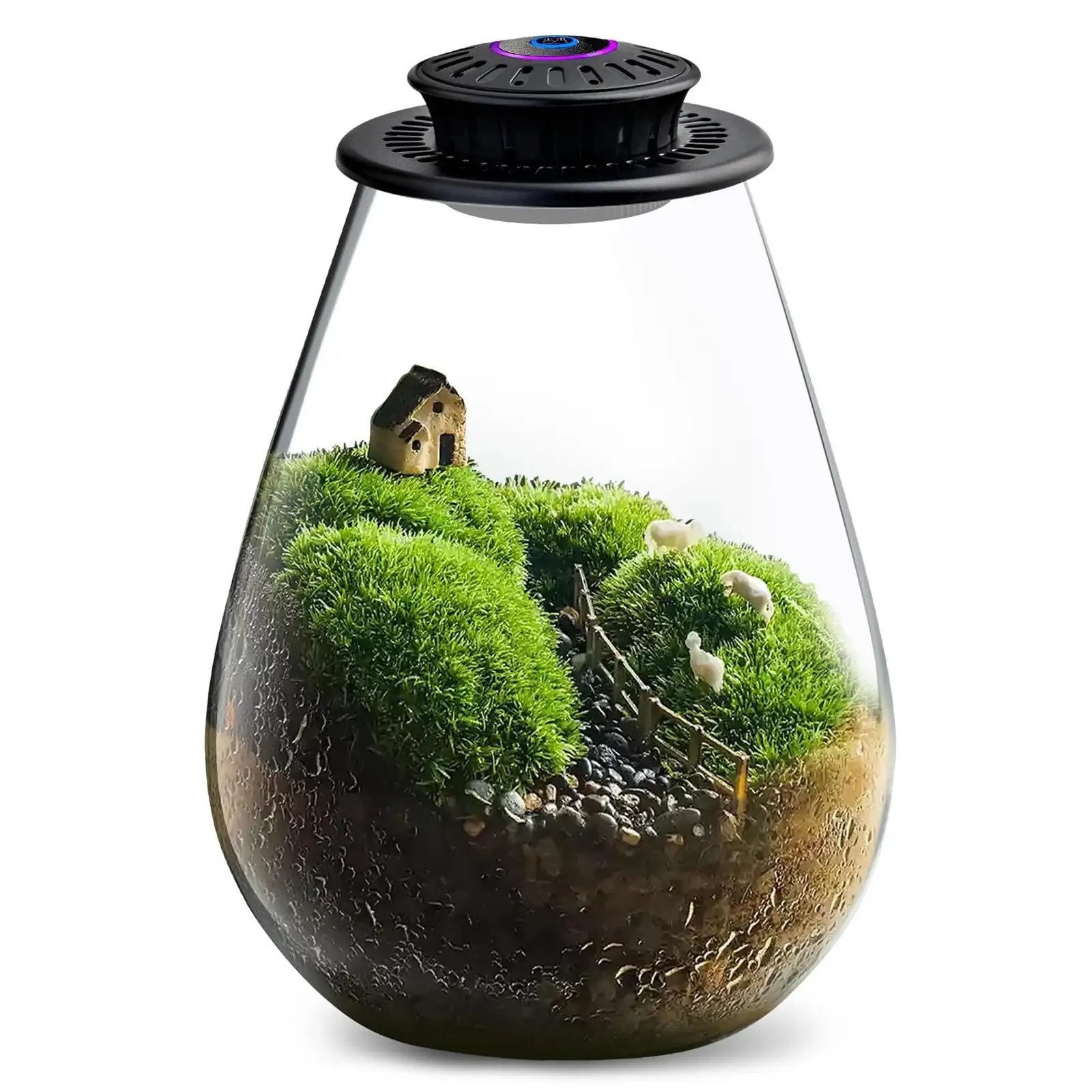 cryptanthus terrarium ventilated glass setup
