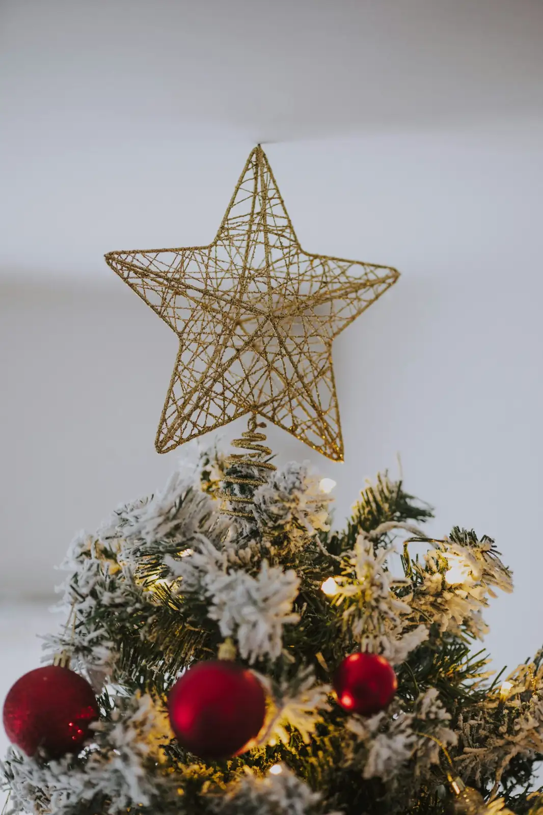earth star gift planter ribbon
