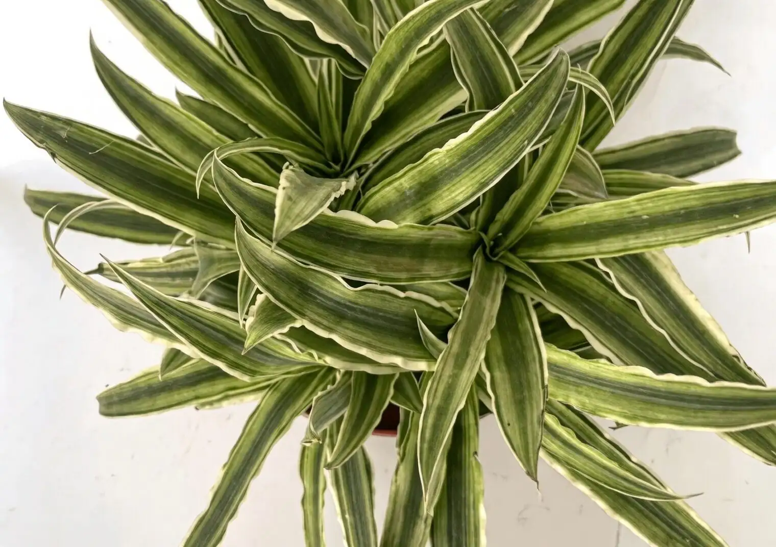 Pup Parade: A Propagation Masterclass for Perfect Earth Stars
