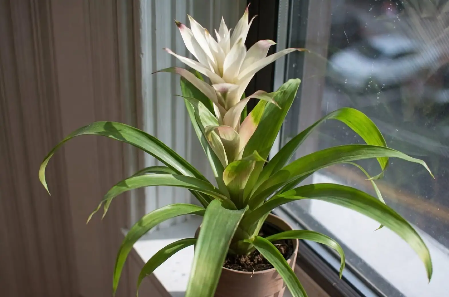 cryptanthus bivittatus pup separation hands