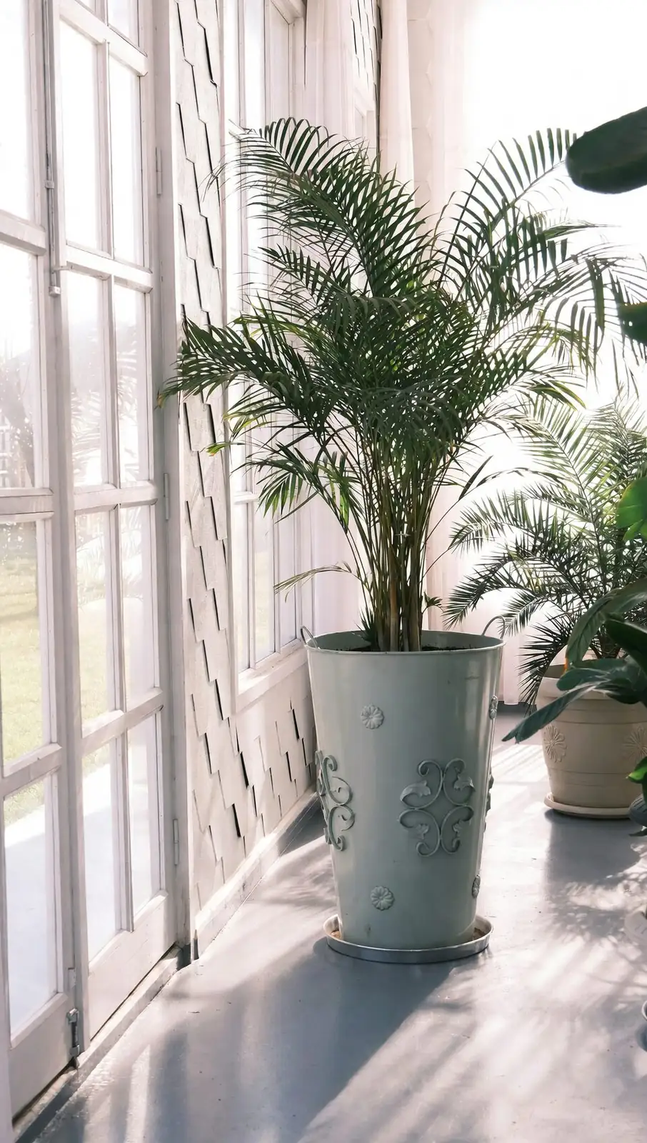 cryptanthus bivittatus pups windowsill light