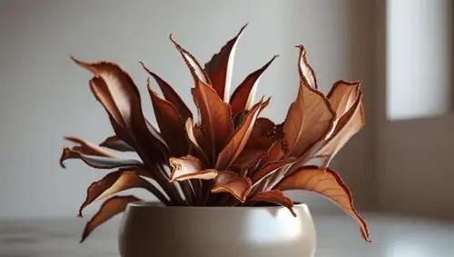 earth star shallow dish planter