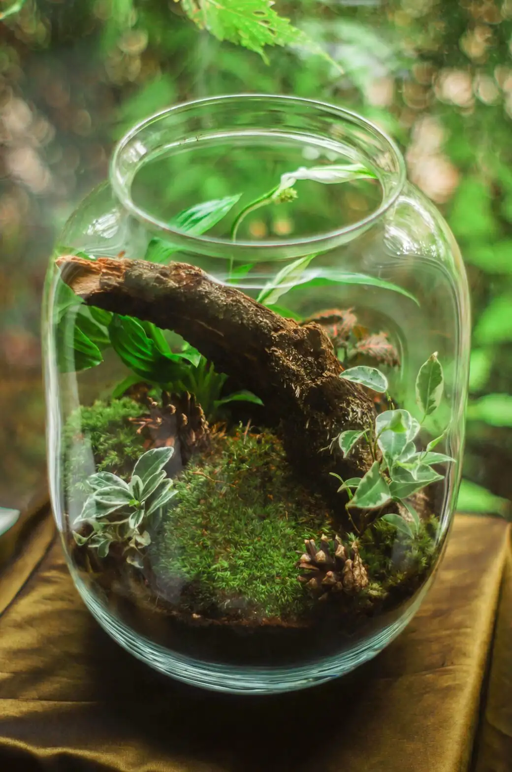 earth star open terrarium ventilation