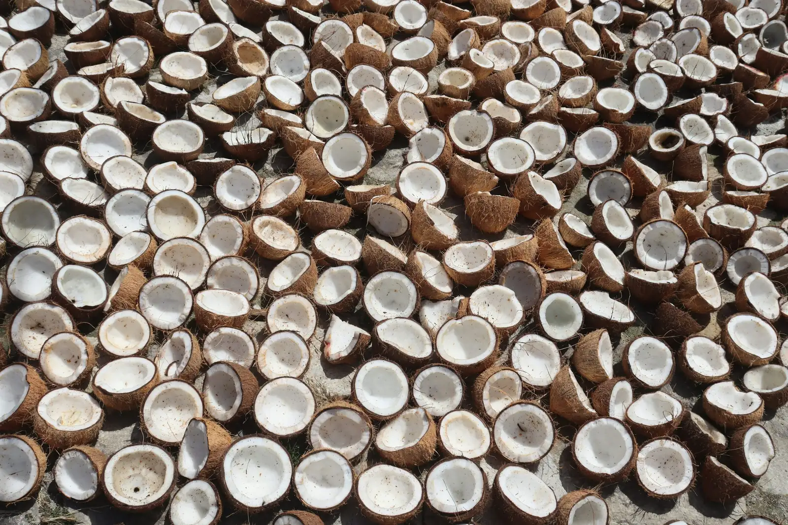 earth star bark perlite coco mix