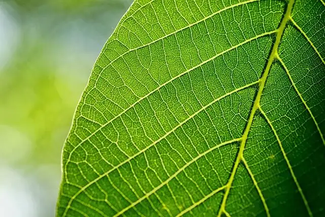 earth star striped leaves close-up