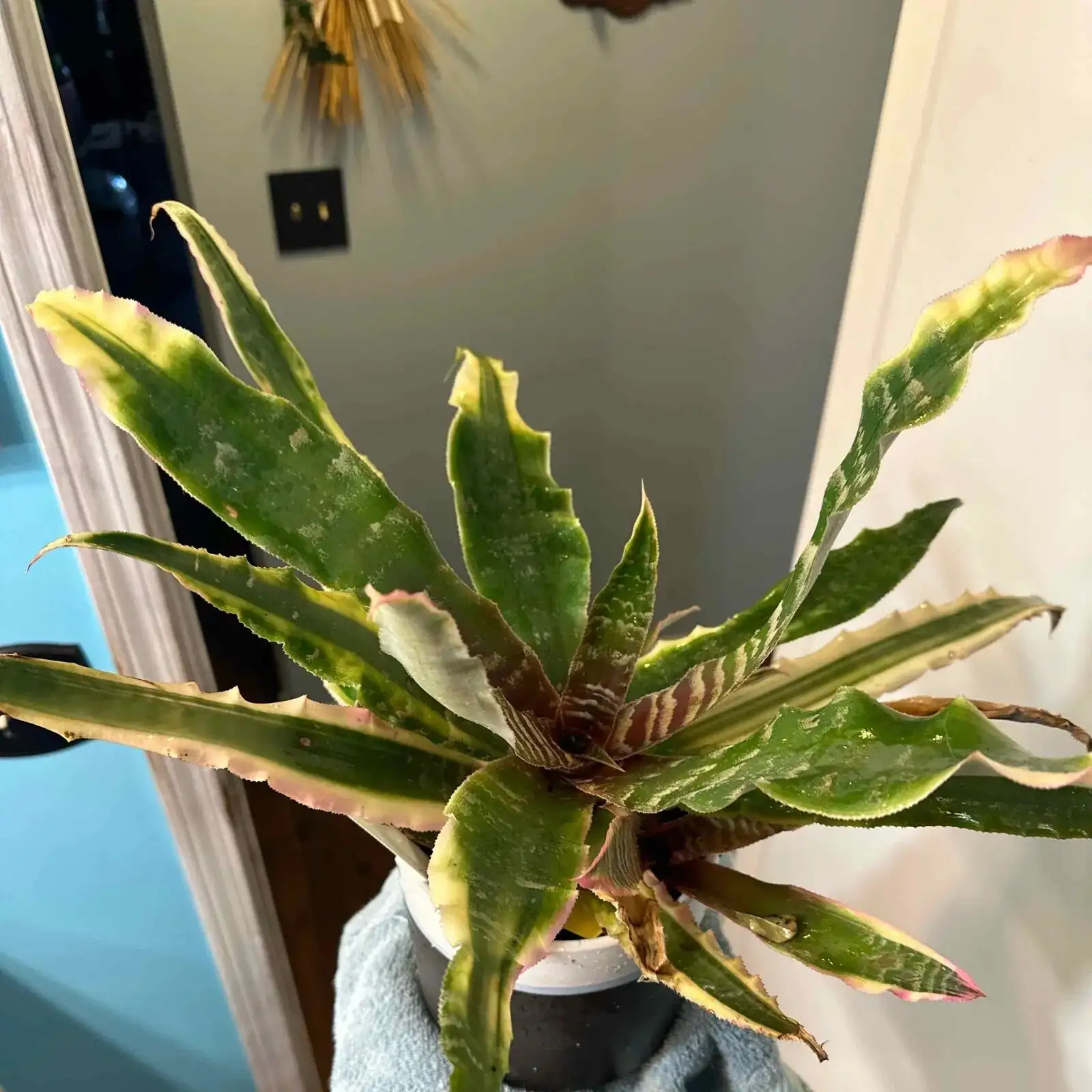 earth star pups separation roots