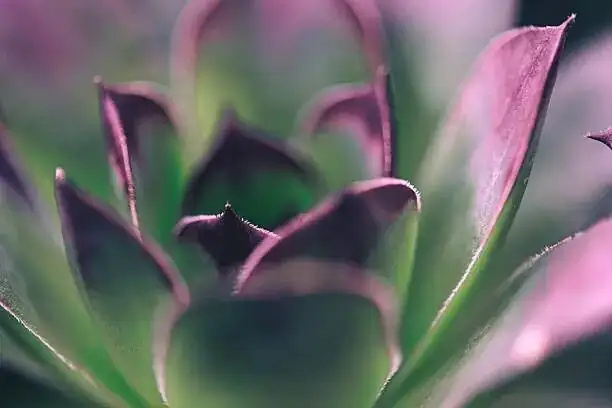 Rainwater Rules: The Science of Soft Water for Crystal-Clear Leaves (Even If You Only Have Tap)