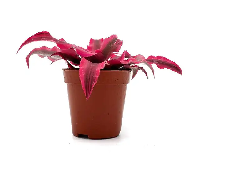 earth star windowsill small pot