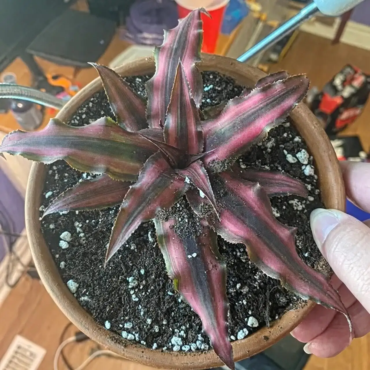 earth star watering at soil level