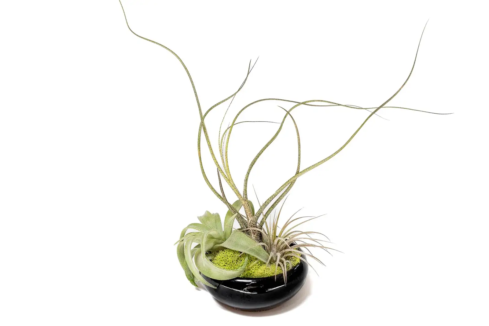 Dish Garden Dream Team: Pairing Earth Star with Peperomia, Fittonia, and Moss—Without Making a Swamp