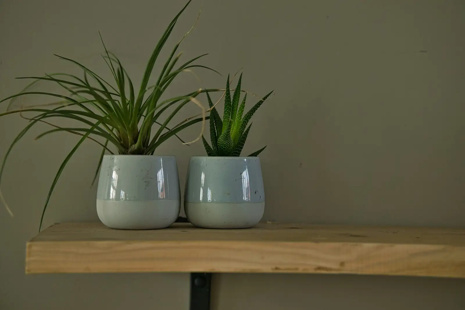 earth star peperomia dish planter
