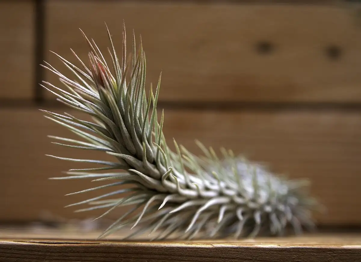 earth star with tillandsia perched