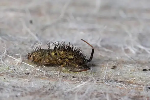 springtails bioactive terrarium close-up