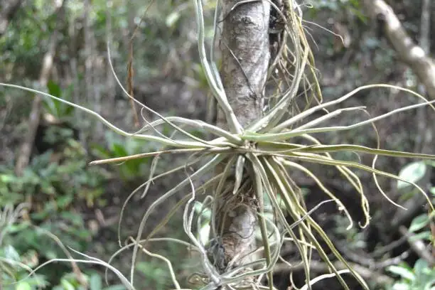 earth star bromeliad cotton swab