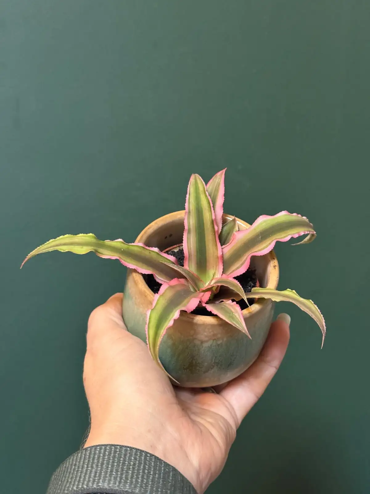 earth star bromeliad repotting mix